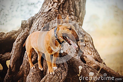 Cute ginger happy bull terrier stands on the old big roots of a pine tree in the park on an autumn day. Walking with a dog Stock Photo