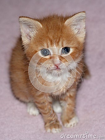 Cute ginger kitten Stock Photo