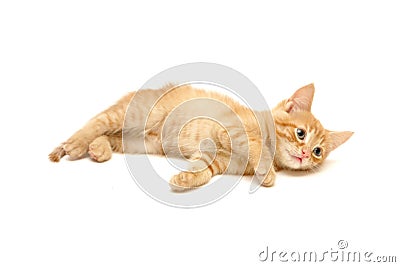 Cute ginger kitten isolated on white Stock Photo