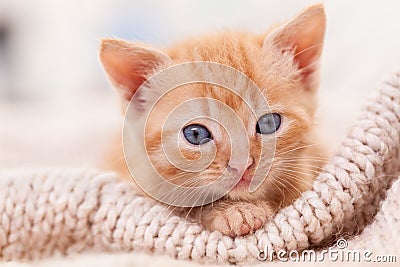 Cute ginger kitten looking in the camera - close up Stock Photo