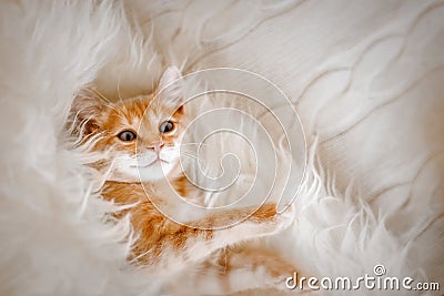 Cute, Ginger kitten lying in the morning on a fur blanket. Concept of cozy Hyugge and good morning. Stock Photo