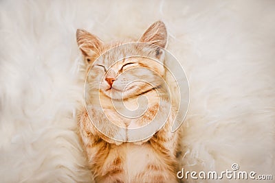 Cute, Ginger kitten is sleeping and smiling on a fur blanket. Concept cozy Hyugge and good morning. Stock Photo