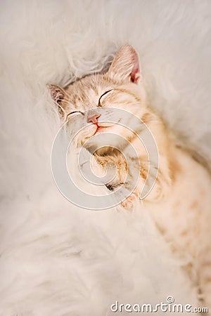 Cute, Ginger kitten is sleeping and smiling on a fur blanket. Concept cozy Hyugge and good morning. Stock Photo