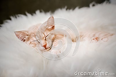 Cute, Ginger kitten is sleeping and smiling on a fur blanket. Concept cozy Hyugge and good morning. Stock Photo