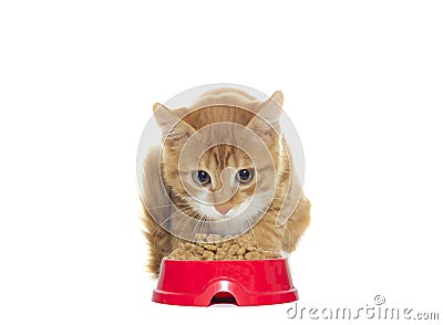 Cute ginger kitten Stock Photo