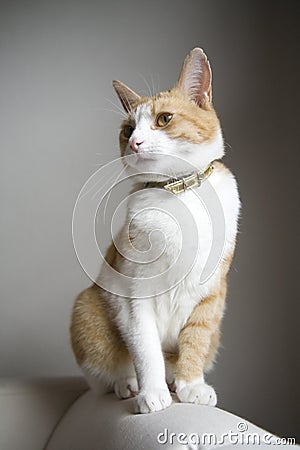 Cute ginger and white cat Stock Photo