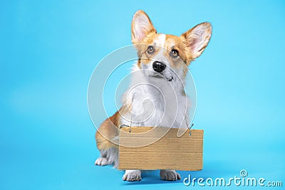 Cute welsh corgi Pembroke dog standing on bright blue background with empty cardboard on its neck, copy space for ane text. Stock Photo