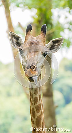 Cute Giraffe Stock Photo