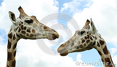 Cute giraffes against cloudy sky, closeup. African fauna Stock Photo