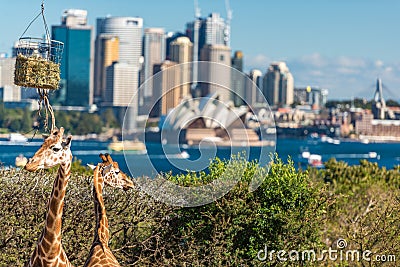 Cute Giraffes at Taronga Zoo with views of Sydney Harbour Editorial Stock Photo