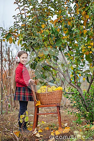 Cute girl collects quince from the tree Stock Photo