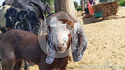 Cute goat baby in goats farm house India Stock Photo