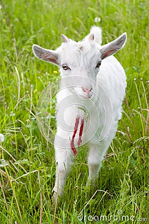 Cute goatling Stock Photo