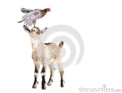 Cute goatling with chicken on the head Stock Photo