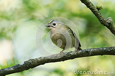 A cute Goldcrest, Regulus regulus, perching on a branch of a tree in spring. It is trying to attract a mate. Stock Photo