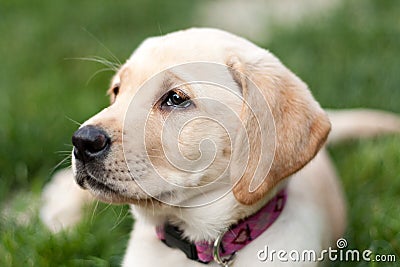 Cute Golden Labrador Puppy in the Grass Stock Photo