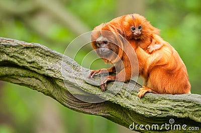 Cute golden lion tamarin with baby Stock Photo