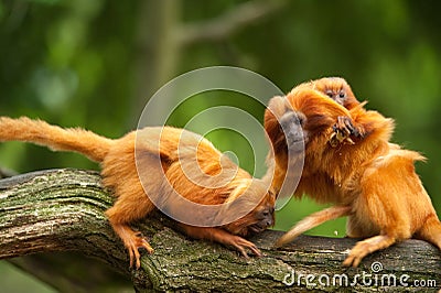 Cute golden lion tamarins with baby Stock Photo