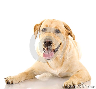 A cute golden retriever dog Stock Photo