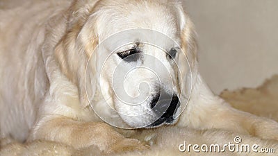 Cute golden retriever puppy Stock Photo