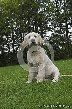 Cute Golden Retriever Puppy Stock Photo