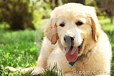 Cute golden retriever puppy. Stock Photo