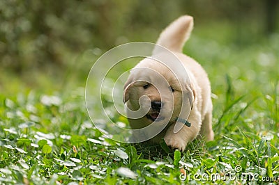Cute golden retriever puppy running in the garden Stock Photo