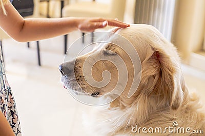 Cute golden retriver home close Stock Photo