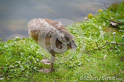 a cute gosling of an egyptian goose is cleaning its plumage Stock Photo