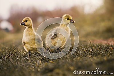 Cute gosling`s resting in a meadow grass. Stock Photo