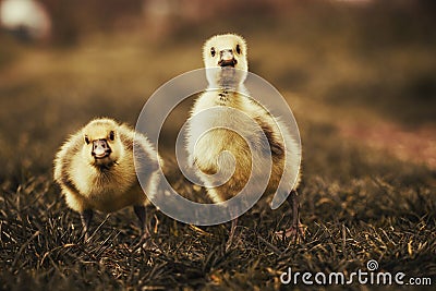 Cute gosling`s resting in a meadow grass Stock Photo