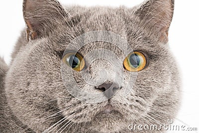 Gray british shorthair Stock Photo