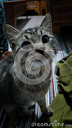 Cute gray cat Stock Photo