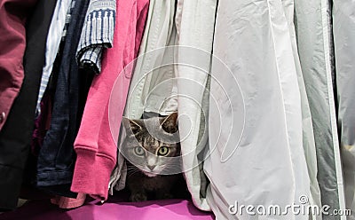 A cute gray cat is hiding among the clothes in the closet Stock Photo