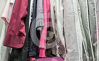 A cute gray cat is hiding among the clothes in the closet. He looks up guiltily from below Stock Photo