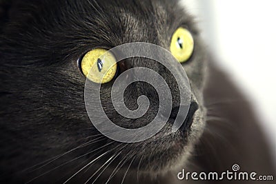 A cute gray cat looks at the side. Close-up Stock Photo