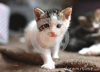 cute gray domestic Ocicat cat at home Stock Photo