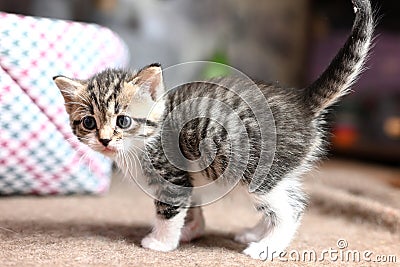 cute gray domestic Ocicat cat at home Stock Photo