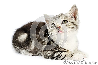 Cute gray kitten Stock Photo