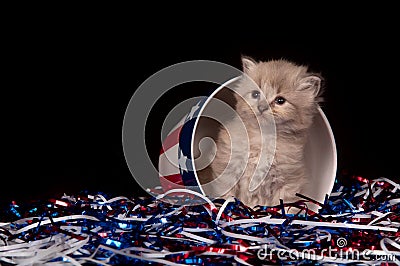 Cute gray kitten and Fourth of July decorations Stock Photo