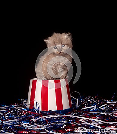 Cute gray kitten and Fourth of July decorations Stock Photo