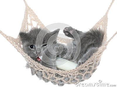 Cute gray kitten sucks milk bottle in a hammock Stock Photo