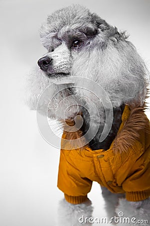 Cute gray poodle with yellow jacket on grey Stock Photo