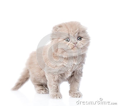 Cute gray scottish kitten. on white background Stock Photo