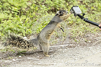 Cute gray squirrel touches paw small camera and makes selfie. Incredible shot. Stock Photo