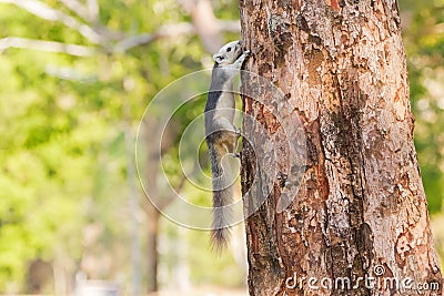 Cute Gray squirrel with white head face tummy and bushy tail climbing on tree in Khao Yai Stock Photo