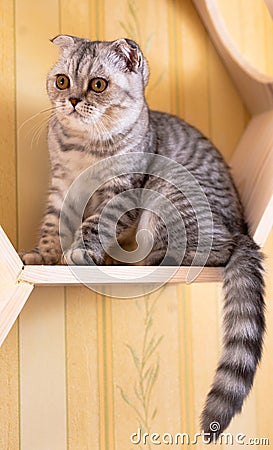 Gray striped scottish fold kitten on windowsill Stock Photo