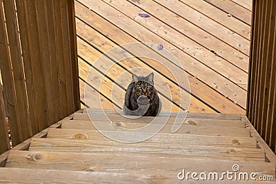 Cute gray striped tabby cat standing at the bottom of an outdoor wooden deck stairs Stock Photo