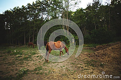 Cute grazing horses at a stable in Ontario, Canada with green trees background Stock Photo