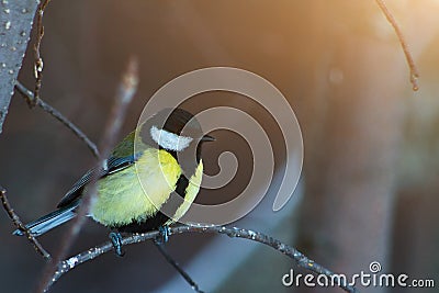 Great tit, Parus major sit on branch in winter forest Stock Photo